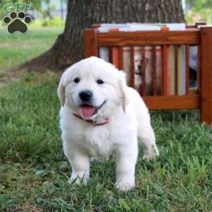Cora, English Cream Golden Retriever Puppy