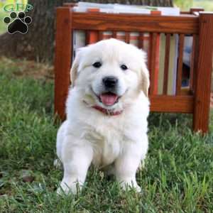 Cora, English Cream Golden Retriever Puppy