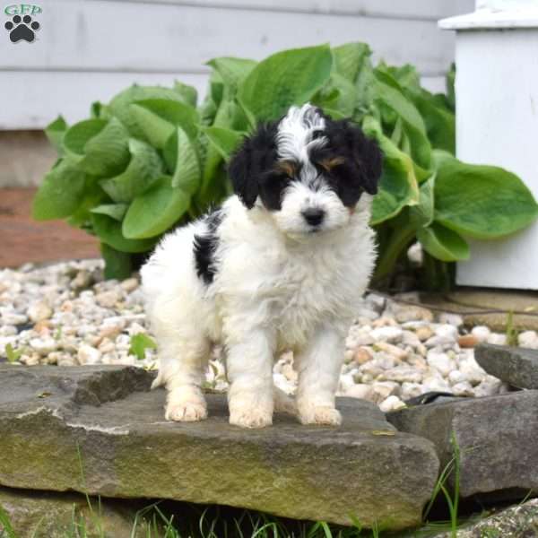 Cove, Mini Goldendoodle Puppy