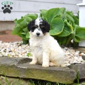 Cove, Mini Goldendoodle Puppy