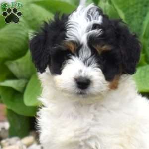 Cove, Mini Goldendoodle Puppy