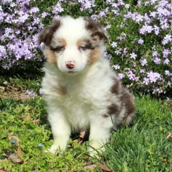 Crew, Australian Shepherd Puppy
