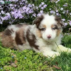 Crew, Australian Shepherd Puppy