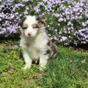 Crew, Australian Shepherd Puppy
