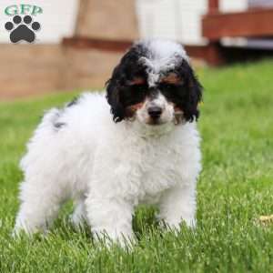 Crue, Miniature Poodle Puppy