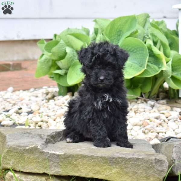 Cruz, Mini Goldendoodle Puppy