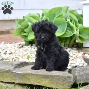 Cruz, Mini Goldendoodle Puppy