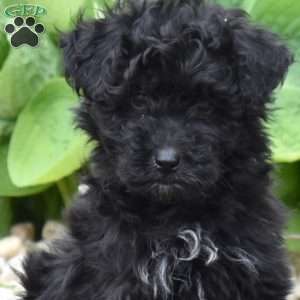 Cruz, Mini Goldendoodle Puppy