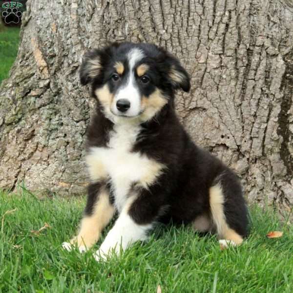 Crystal, Australian Shepherd Puppy