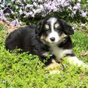 Crystal, Australian Shepherd Puppy