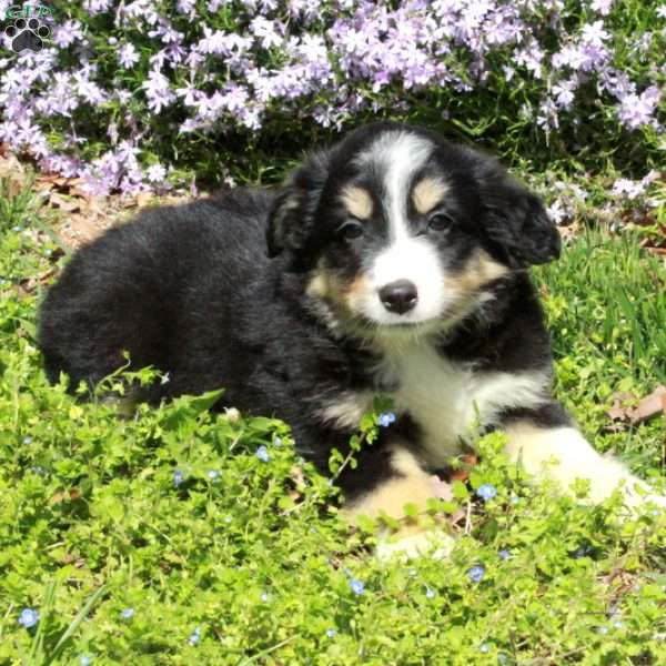 Crystal, Australian Shepherd Puppy