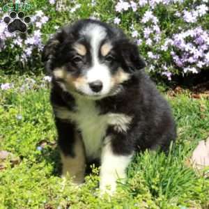 Crystal, Australian Shepherd Puppy