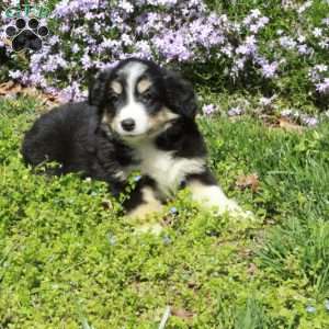 Crystal, Australian Shepherd Puppy