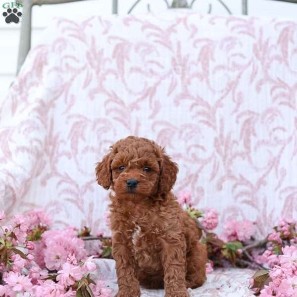 Cuddles, Mini Goldendoodle Puppy