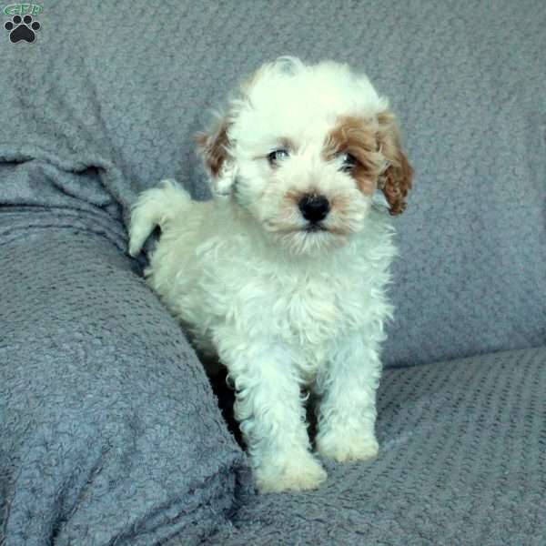 Cupid, Miniature Poodle Puppy