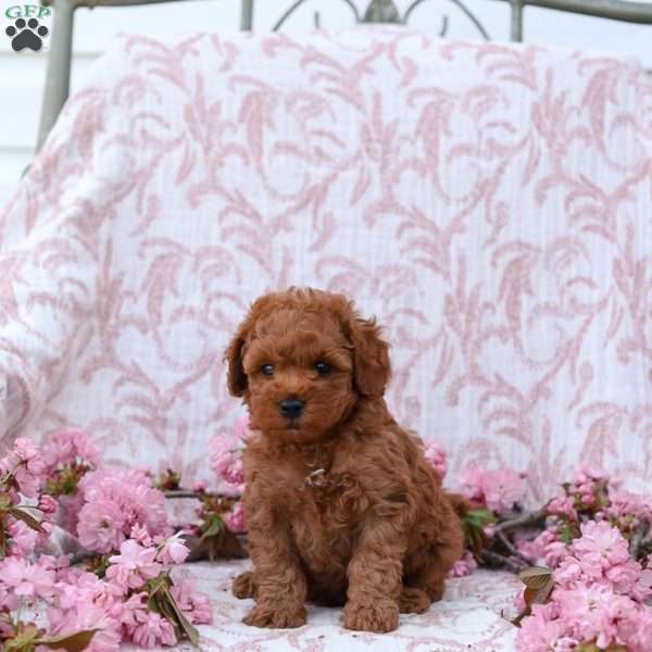 Curtis, Mini Goldendoodle Puppy