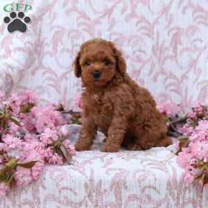 Curtis, Mini Goldendoodle Puppy