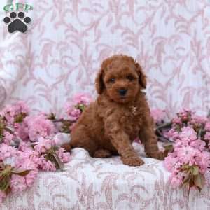 Curtis, Mini Goldendoodle Puppy