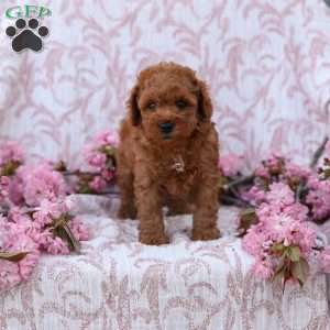 Curtis, Mini Goldendoodle Puppy