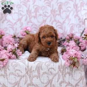 Curtis, Mini Goldendoodle Puppy