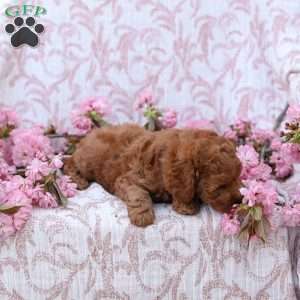 Curtis, Mini Goldendoodle Puppy