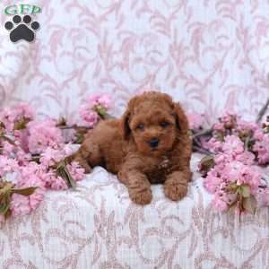 Curtis, Mini Goldendoodle Puppy