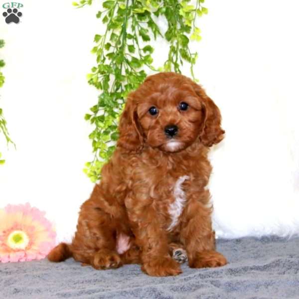 Cutie, Cavapoo Puppy