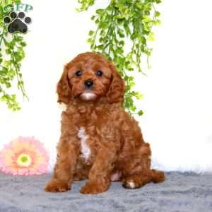 Cutie, Cavapoo Puppy