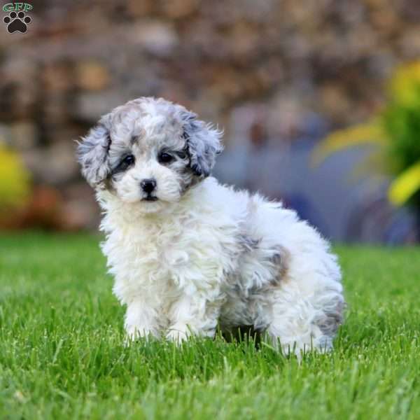 Cutie, Miniature Poodle Puppy