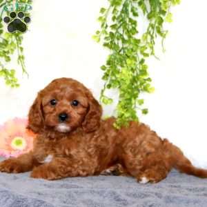 Cutie, Cavapoo Puppy