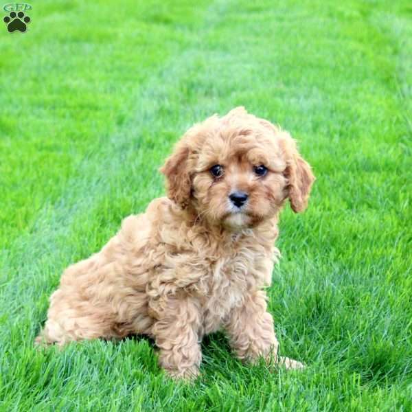 Cylo, Cavapoo Puppy