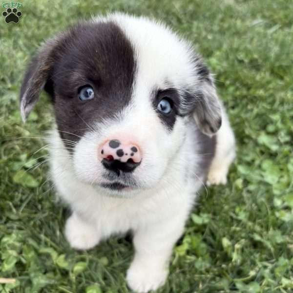 Daniel, Pembroke Welsh Corgi Puppy
