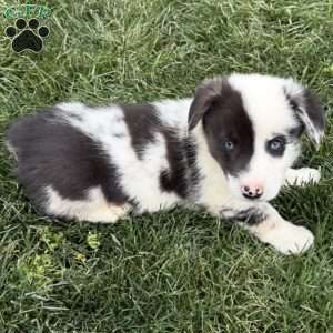 Daniel, Pembroke Welsh Corgi Puppy