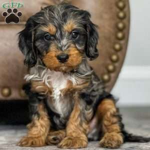Asher, Cavapoo Puppy