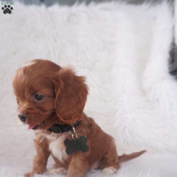 Jinny, Cavapoo Puppy