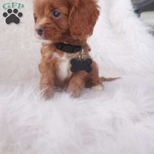 Jinny, Cavapoo Puppy