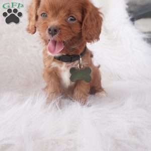 Jinny, Cavapoo Puppy