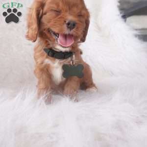 Jinny, Cavapoo Puppy