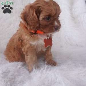 Jasmine, Cavapoo Puppy