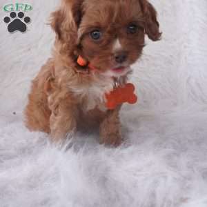 Jasmine, Cavapoo Puppy