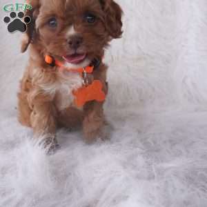 Jasmine, Cavapoo Puppy