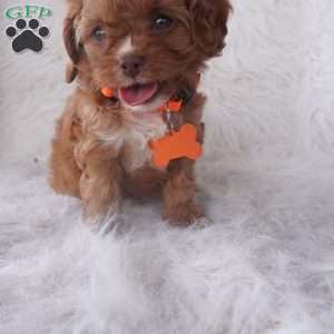 Jasmine, Cavapoo Puppy