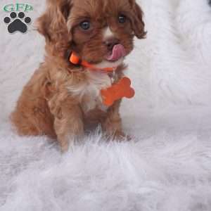 Jasmine, Cavapoo Puppy