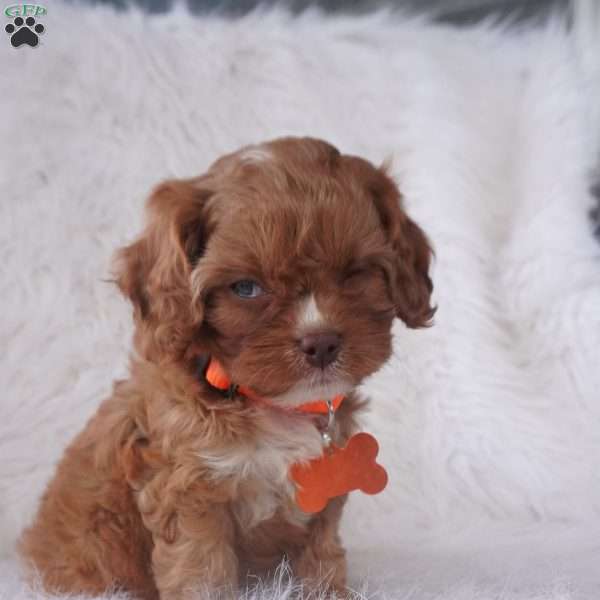 Jasmine, Cavapoo Puppy