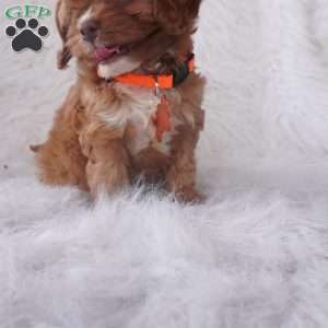 Jasmine, Cavapoo Puppy