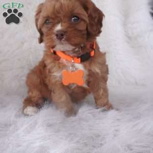 Jasmine, Cavapoo Puppy