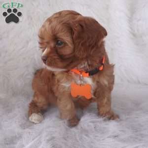 Jasmine, Cavapoo Puppy