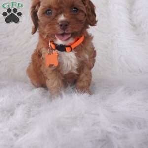 Jasmine, Cavapoo Puppy