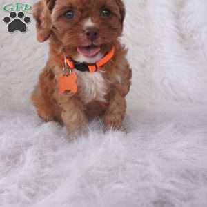 Jasmine, Cavapoo Puppy