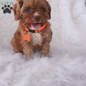 Jasmine, Cavapoo Puppy